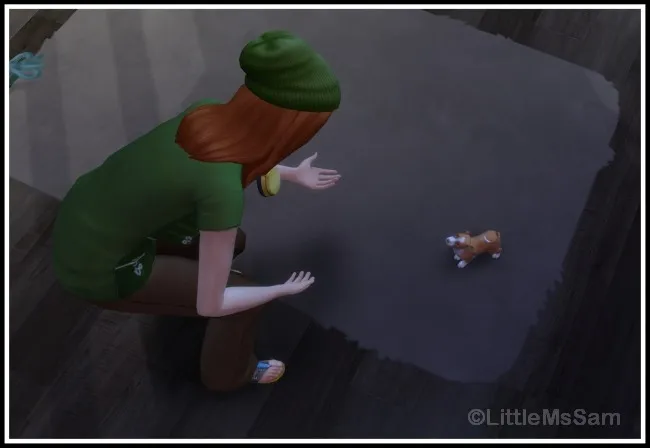 Train your Puppies