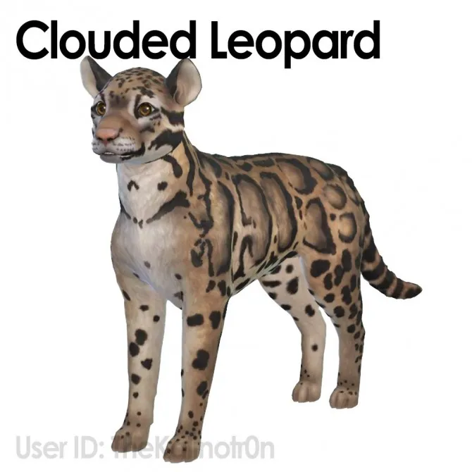 Clouded Leopard, Zebra, Boar and Guinea Pig