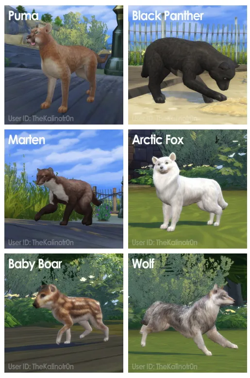 Puma, Black Panther, Marten, Arctic Fox, Baby Boar and Wolf