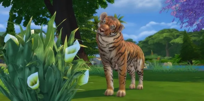 Tigers