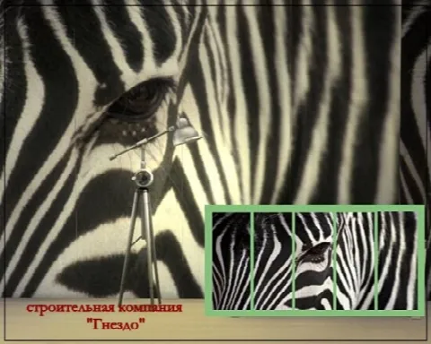 ZEBRA Wallpapers