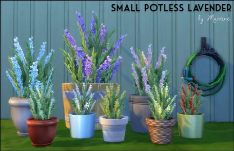 Small potless lavender
