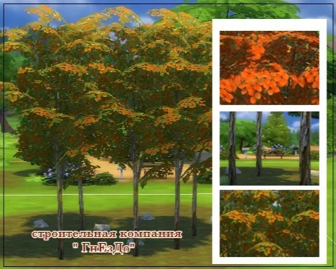 Trees with autumn leaves