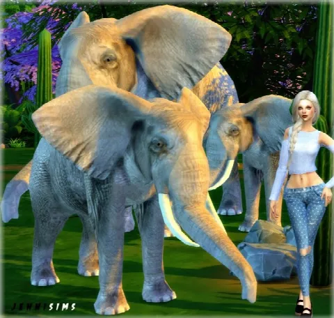 Pets sets Decoration (Elephant, Cats, Poodles)