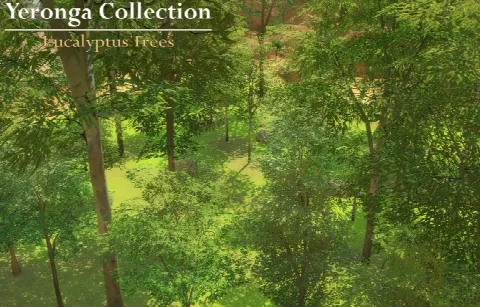 Eucalyptus Trees (Yeronga Collection)