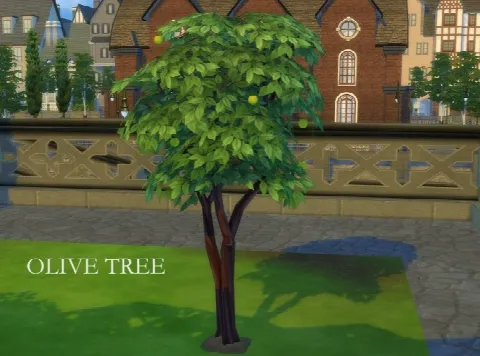 Harvestable Olive Tree