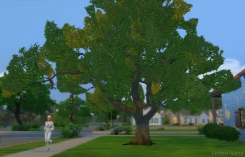Oak tree