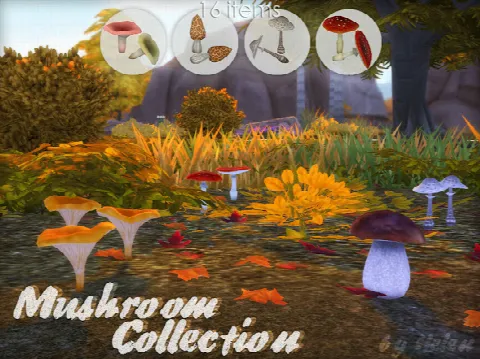 Mushroom Collection