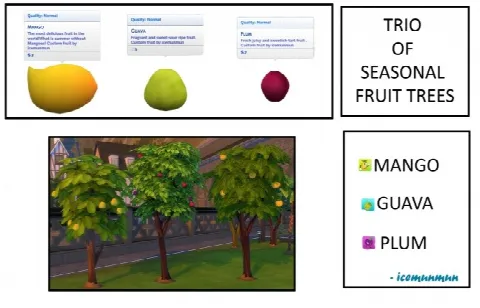 Mango, Guava, Plum Harvestable Season fruit tress