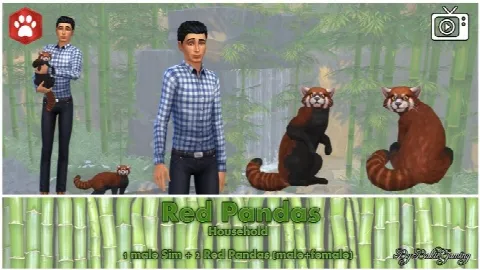 Red Panda (Cat)