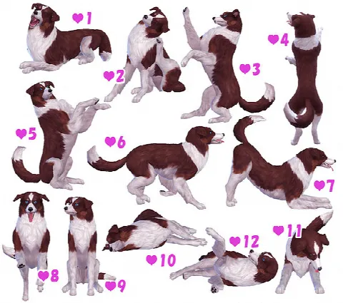 Large, Small & Puppy Dog Poses