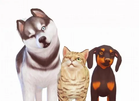 PETS EYE MODIFICATIONS