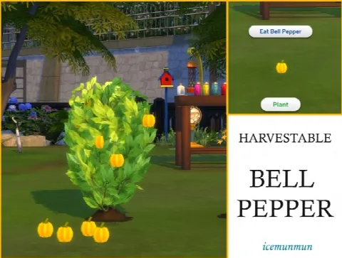 Harvestable Bell Pepper