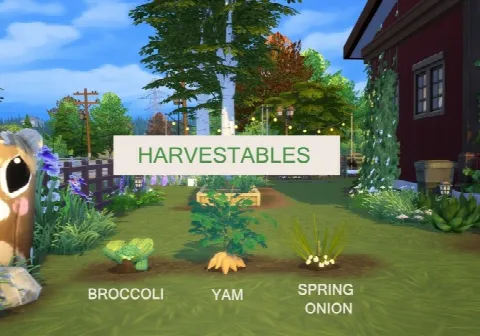 Harvestable Broccoli, Yam and Spring Onion