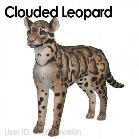 Clouded Leopard, Zebra, Boar and Guinea Pig