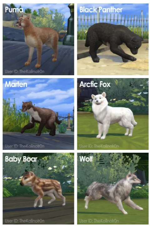 Puma, Black Panther, Marten, Arctic Fox, Baby Boar and Wolf