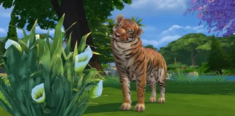 Tigers