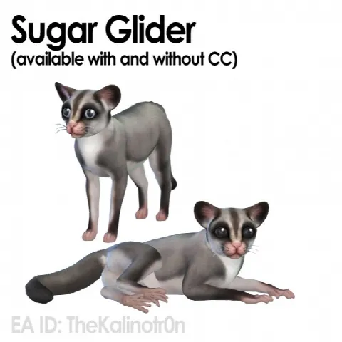 Sugar Glider, baby bear, Lemur and Bighorn sheep