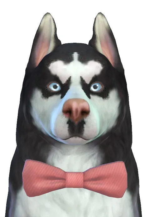 Storm, playful Siberian Husky