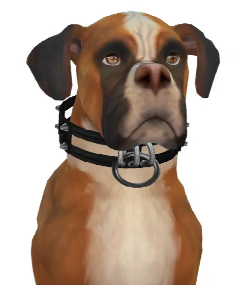 Kona the Boxer Dog