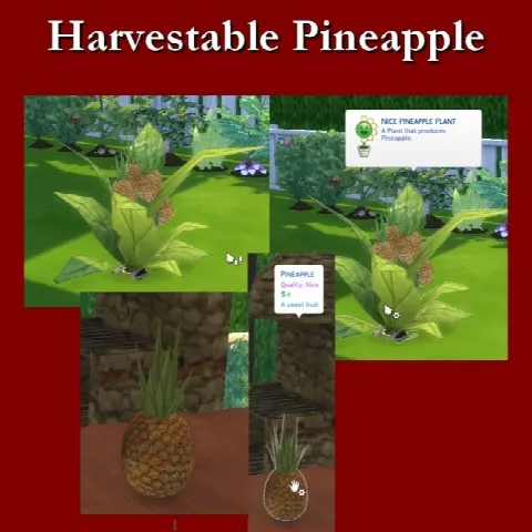 Harvestable Pineapple