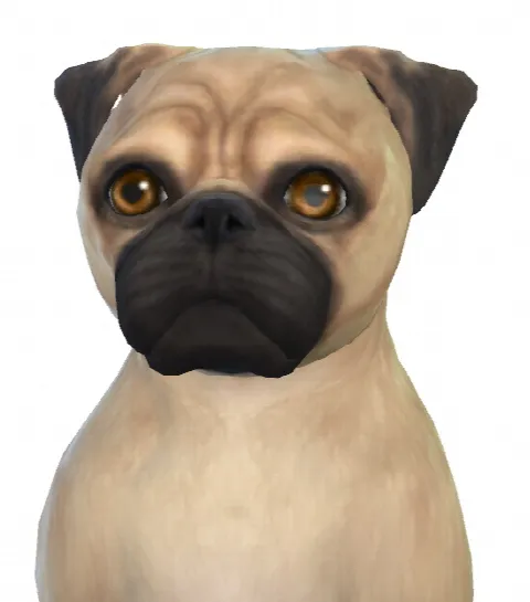 Rosie the Pug dog