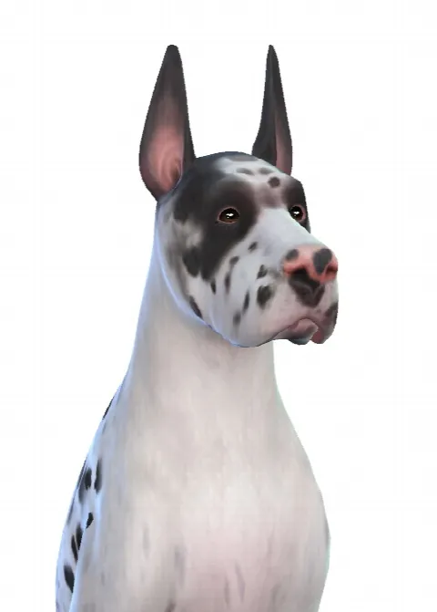 Genie the Great Dane