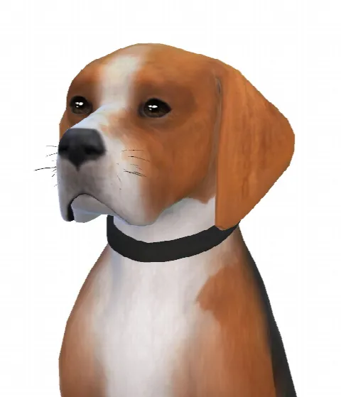Jack the Beagle