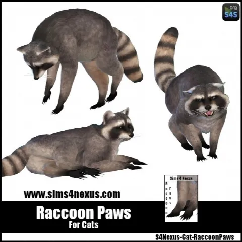 Raccoon Paws