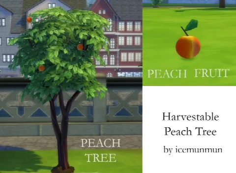 Harvestable Peach Tree