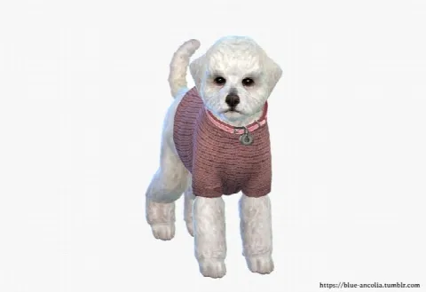 Bichon Frise makeover