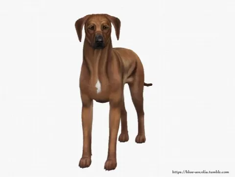 Rhodesian Ridgeback Makeover