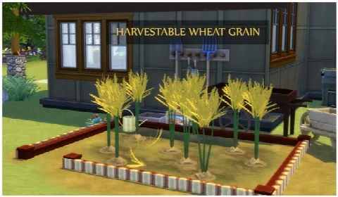HARVESTABLE WHEAT