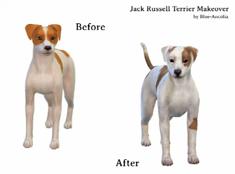 Jack Russell Terrier Makeover